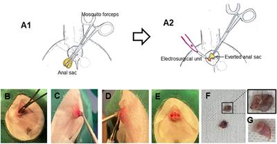 Inside-out anal sacculectomy in small dog breeds and cats